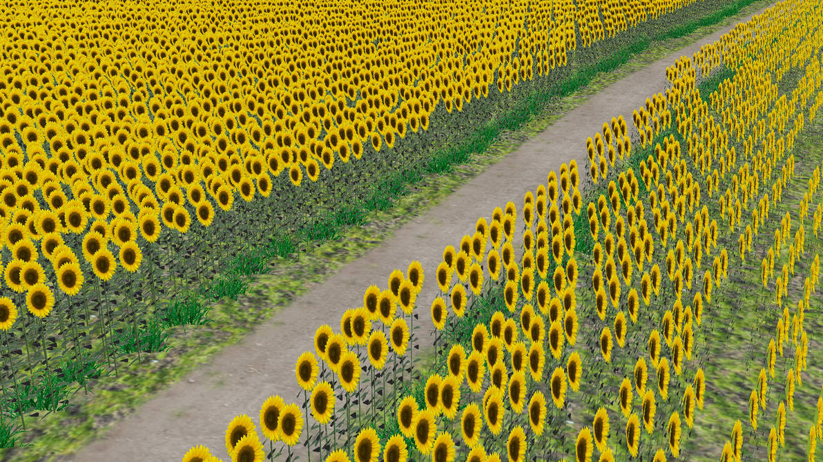 MMD 004 NuKasa sunflower field by yoshxxmmd on DeviantArt