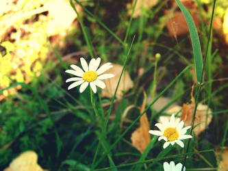 Summer flowers I