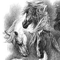 Horse Portraits in Pen and Ink