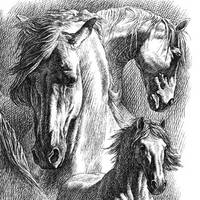 Equine Portraits in Pen and Ink