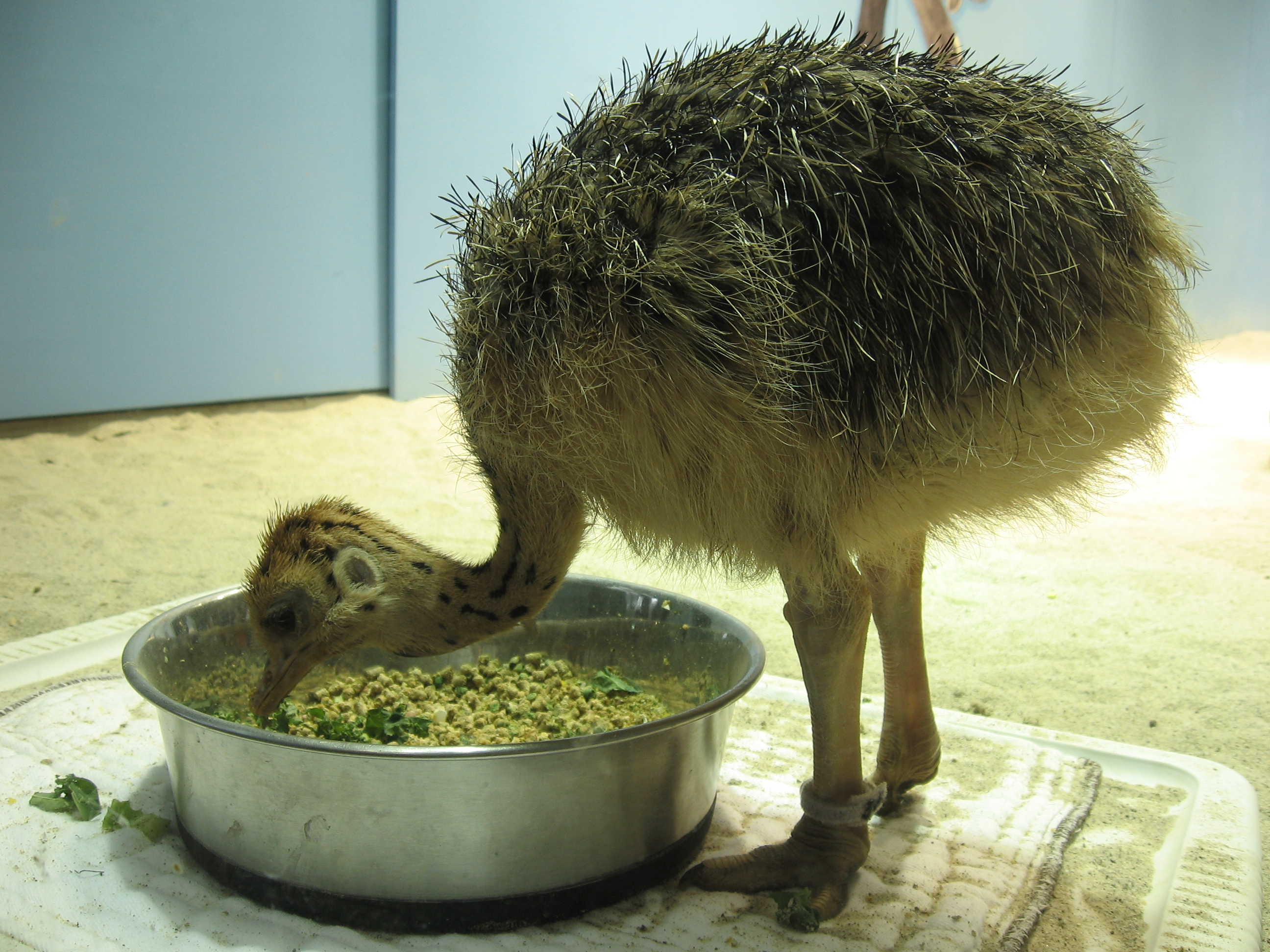 Baby Ostrich Eating