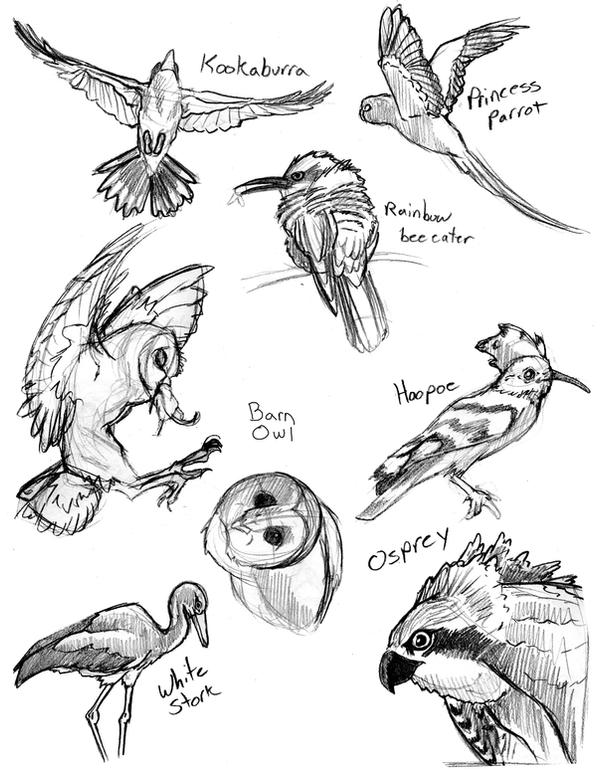 Animal Studies - Birds