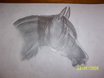 horse head