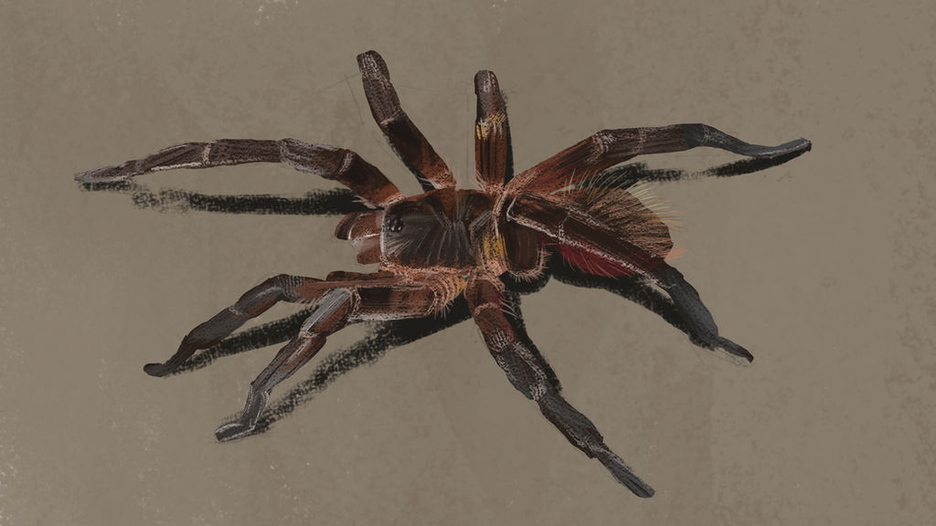 Tarantula Deviantart Tarantula 2020.09.22 by romero-leo on DeviantArt