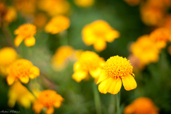 Marigolds 2