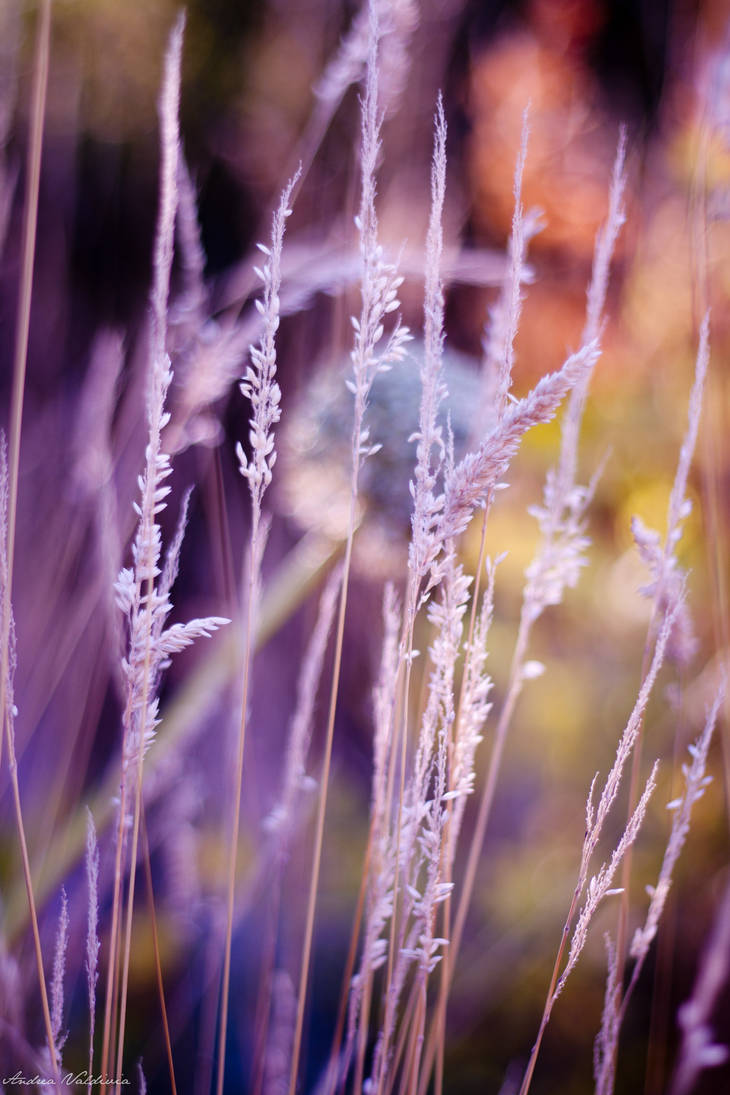 Colores otonales