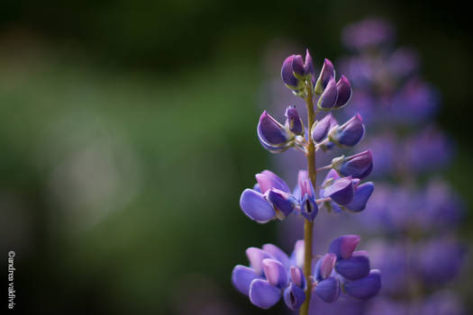 Lupines