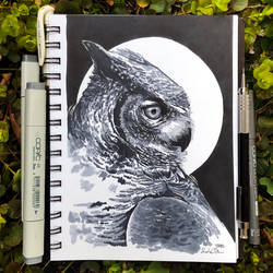 Owl Study