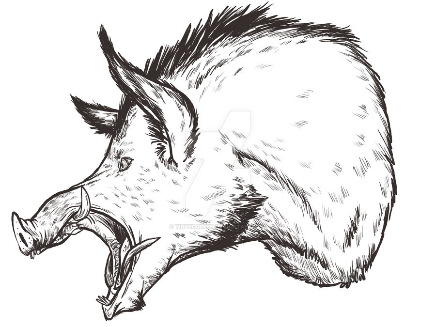 Boar editorial Illustration by TintedGreen on DeviantArt