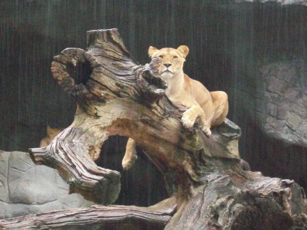 Rain lioness in the