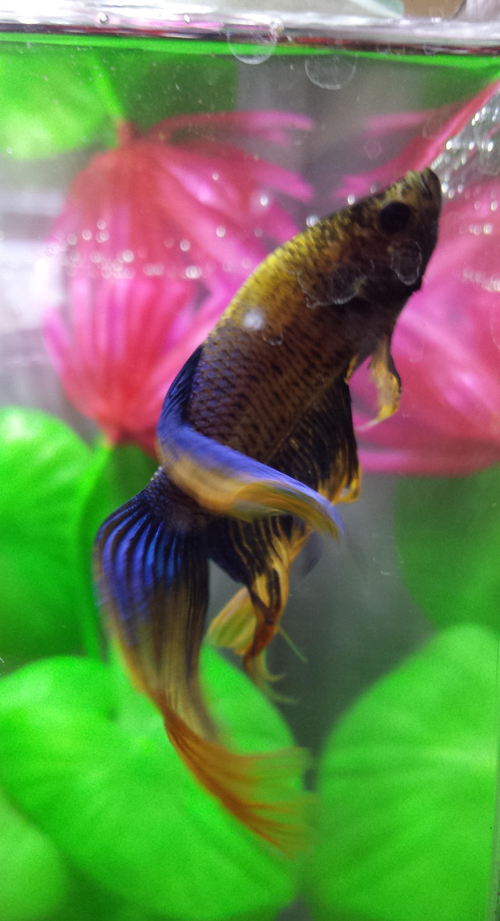 Zy-veiltail betta 2