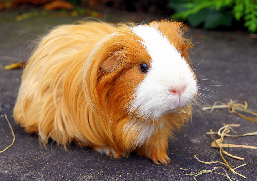 cavia, guinea-pig