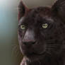 Black Jaguar