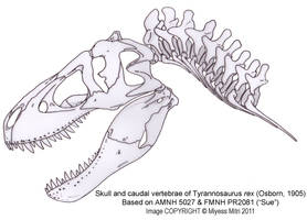 Tyrannosaurus rex Skull