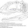 Hypothetical Metriacanthosaurus parkeri Skull