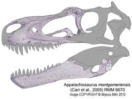 Appalachiosaurus montgomeriensis Skull