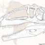Giganotosaurus carolinii Skull (Sepia)