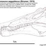 Spinosaurus aegyptiacus Skull