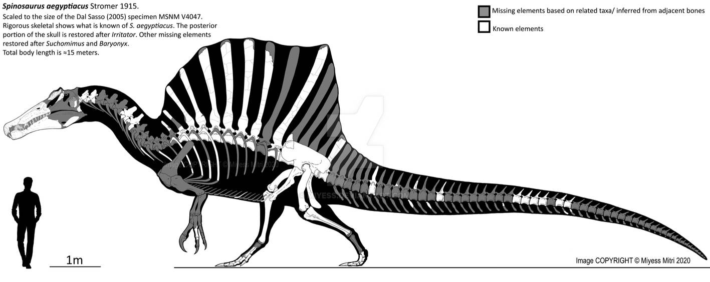 Spinosaurus Skeleton By Miyess On DeviantArt spinosaurus-skeleton-by-miyess-on-deviantart
