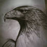 Golden Eagle... unfinished 