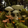 mushroom scene