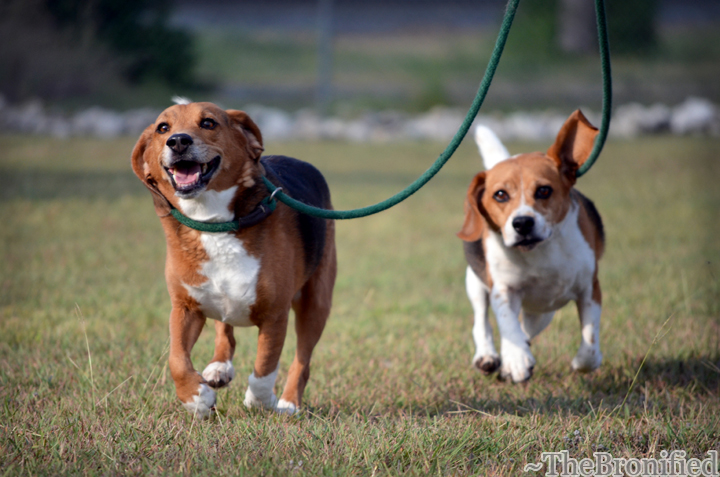 Benny Bo Jog