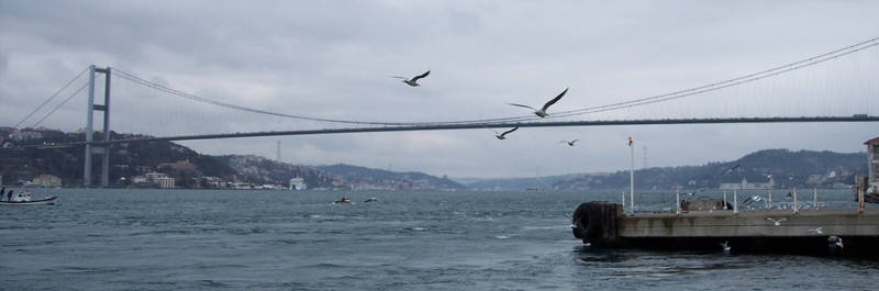 seagull's Istanbul