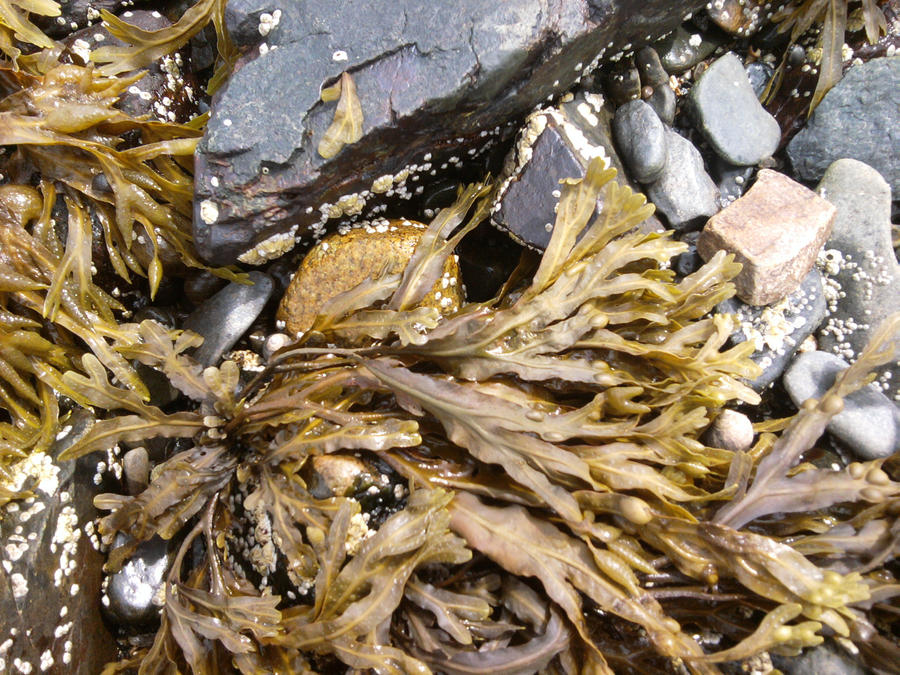 Seaweed and rocks on the Maine Beaches
