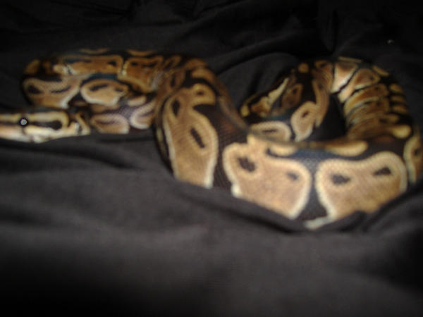 Python Regius by SolanaceaeNoeturna on DeviantArt