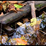 Leaves in Water