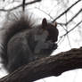 Squirrel Having Its Breakfast