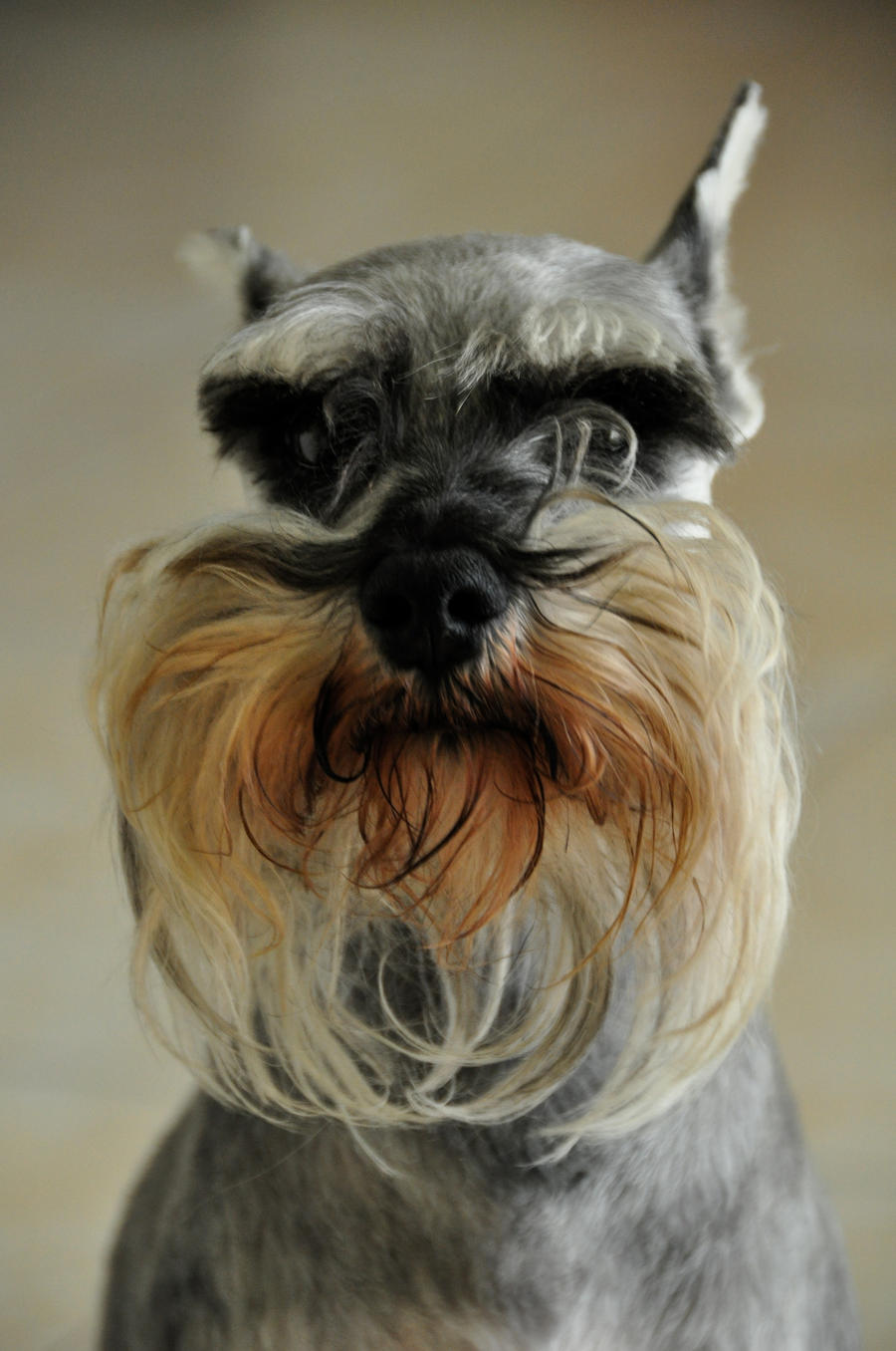 Schnauzer Portrait