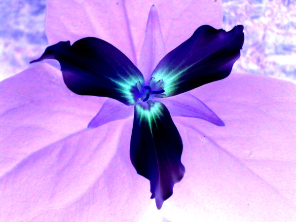 Inverted Rose Flower Inverted Flower by Snakedevil on DeviantArt