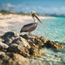 Pelican by the beach