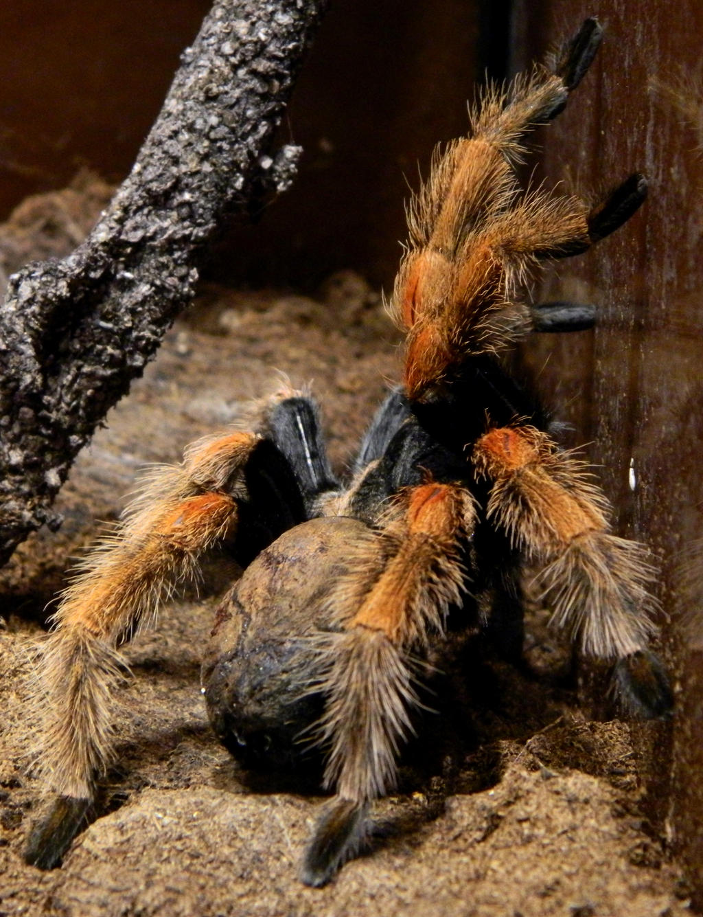Spider Insect Deviantart Spiders/Insects Expo Tour by lubiieplacki on DeviantArt