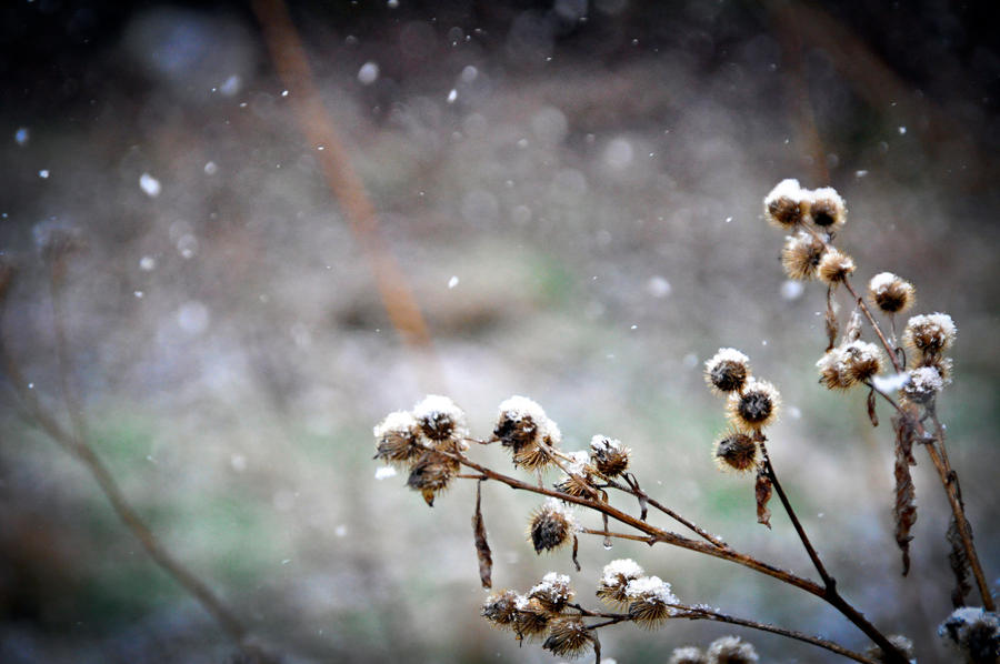 May 1st snow II