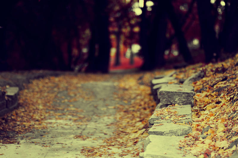 Fallen Leaves On The Ground