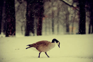 A Goose Playing In The Snow