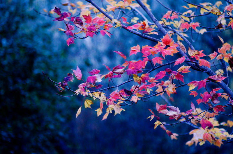 Autumn Treasures