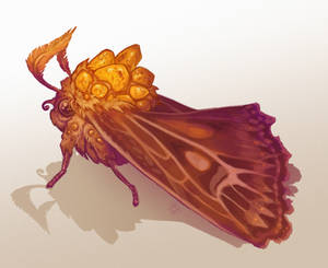 Amber Moth
