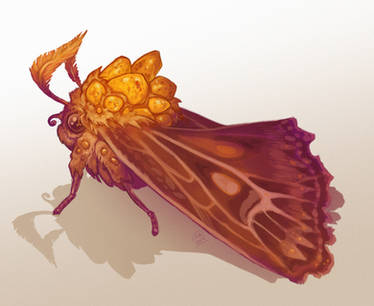 Amber Moth