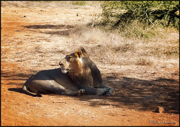 Indian Lion (GIR National Park)