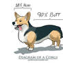 Diagram of a Corgi