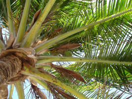 Florida Keys Coconut Palm