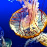 West Coast Sea Nettle 2