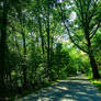 Green Forest Road