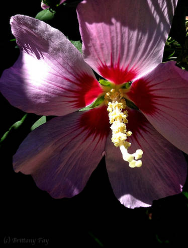 Pink in the Shadows