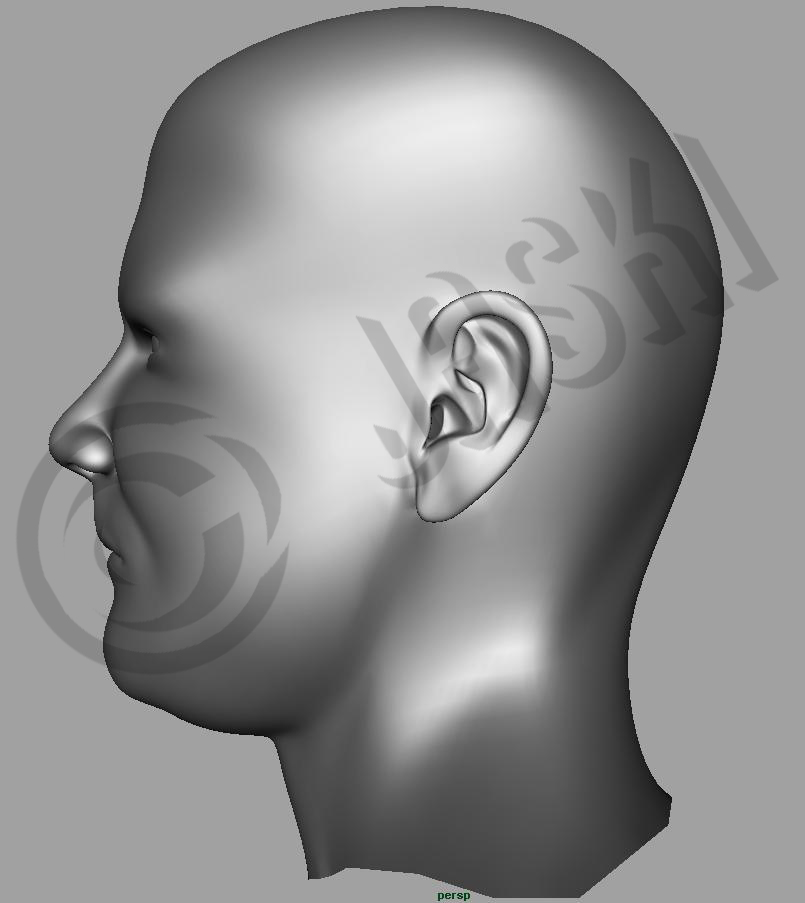 Side View Head Model First Head Side View by jaski on DeviantArt