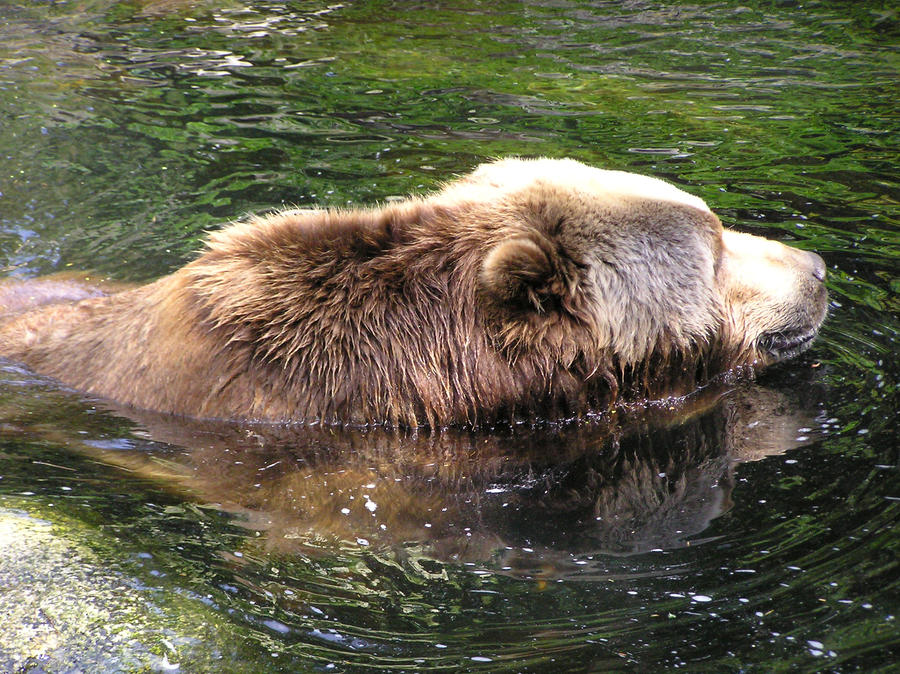 bearswim