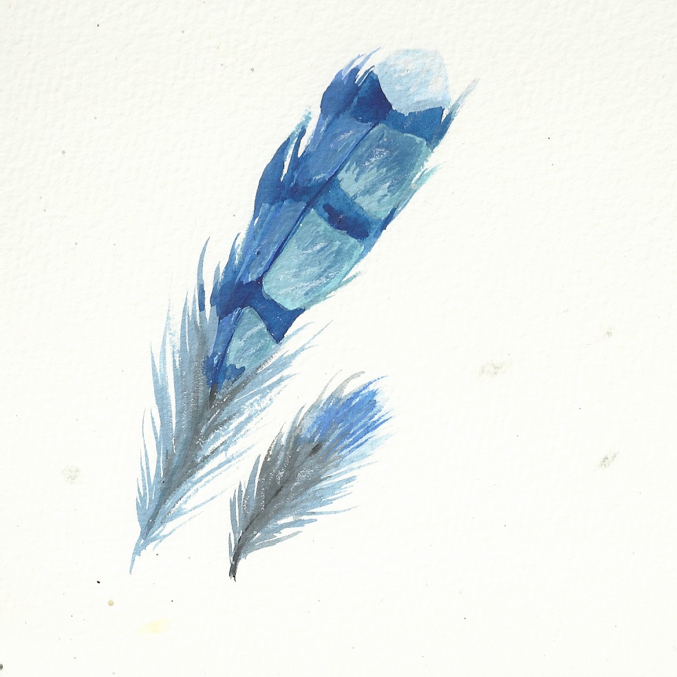 Blue Jay feather